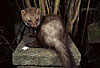 Steinmarder / Beech marten, Stone marten / Martes foina