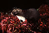 Steinmarder / Beech marten, Stone marten / Martes foina