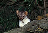 Steinmarder / Beech marten, Stone marten / Martes foina