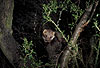 Steinmarder / Beech marten, Stone marten / Martes foina