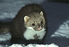 Steinmarder-R�de im Schnee / Beech marten, (male) in the snow / Martes foina