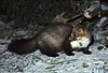 Steinmarder-F�he im Schnee / Beech marten, (female) in the snow / Martes foina