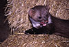 Steinmarder-R�de liegt im Stroh / Beech marten (male) lying on straw loft