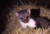 Steinmarder-F�he im Stroh / Beech marten female on straw loft