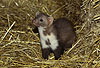 Steinmarder-R�de mit ungew�hnlich geformten Kehlfleck / Beech marten, male with unusually shaped throat-patch