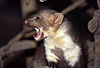 Steinmarder-R�de beim G�hnen / Beech marten, male, yawning