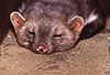 Steinmarder (Martes foina): R�de beim Ruhen / Beech marten: Resting male