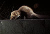 Steinmarder-F�he auf dem Dach / Beech marten female on a roof