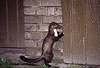 Steinmarder-F�he / Beech marten female