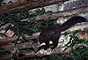 Steinmarder-F�he / Beech marten female