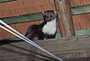 Steinmarder F�he auf einem Dachboden / Beech marten female on a loft