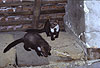 Junge Steinmarder-F�hen auf einem Dachboden / Beech marten, young females on a loft