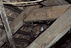 Steinmarder Fhe auf einem Dachboden / Beech marten female on a loft