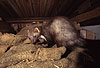 Steinmarder F�he auf einem Dachboden / Beech marten female on a loft