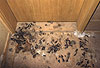 Steinmarder-Kot auf einem Dachboden / Beech marten droppings on a loft