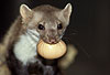 Steinmarder-F�he transportiert ein H�hner-Ei / Beech marten female carrying an egg