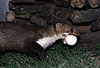 Steinmarder-Fhe transportiert ein Hhner-Ei / Beech marten female carrying an egg
