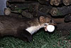 Steinmarder-F�he transportiert ein H�hner-Ei / Beech marten female carrying an egg