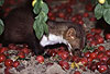 Steinmarder-F�he frisst Mirabellen / Beech marten female eating small yellow plums