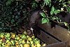 Steinmarder-Fhe holt sich einen Apfel vom Koposthaufen / Beech marten female taking an apple from a compost heap