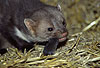 Steinmarder Rde frisst eine Maus / Beech marten male eating a mouse