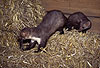 Steinmarder Rde frisst eine Maus, Fhe beobachtet Rden / Beech marten male eating a mouse, female watching male