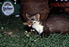 Steinmarder F�he mit Brotrest / Beech marten female with bread