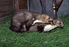 Steinmarder Paarung / Beech marten mating