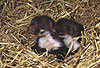 Steinmarder-Jungtiere, sechs Wochen alt / Beech marten cubs, six weeks old