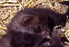 Steinmarder-Jungtier, sechs Wochen alt / Beech marten cub, six weeks old