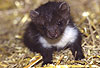 Steinmarder-Jungtier, Fhe, acht Wochen alt / Beech marten cub, female, eight weeks old