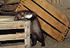 Steinmarder Jungtier / Young Beech marten