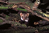 Steinmarder: Jungtier / Beech marten: Young animal