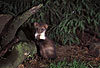 Steinmarder: Junger R�de / Beech marten: Young male