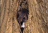 Steinmarder: Jungtier / Beech marten: Young animal