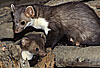 Steinmarder-F�he (rechts) mit Jungtier (links) / Beech marten female (right) and cub (left)