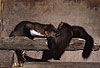 Steinmarder-F�he (links) hilft einem ihrer Jungtiere beim Klettern / Beech marten female (left) helping one of her climbing cubs