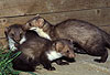 Steinmarder-F�he (rechts) mit Jungtieren / Beech marten female (right) and cubs