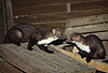 Steinmarder-F�he (rechts) mit Jungtier (links) / Beech marten female (right) and cub (left)