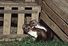 Steinmarder Jungtier (rechts) bei�t seine Mutter (links) beim Spiel / Beech marten cub (right) biting its mother (left), play behaviour