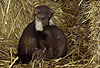 Junge Steinmarder beim Sozialspiel / Young Beech martens, social play