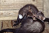 Junge Steinmarder beim Sozialspiel / Young Beech martens, social play