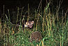 Junger Steinmarder-Rde beobachtet vorsichtig einen Igel / Young Beech marten (male) carefully watching a hedgehog