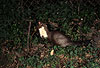 Steinmarder-Fhe beit in einen Zweig / Beech marten (female) biting in a twig