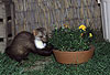 Steinmarder-Fhe erkundet eine Blumenschale / Beech marten (female) exploring a flower-pot