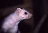 Steinmarder-R�de mit heller Fellf�rbung / Beech marten (male) with whitish fur