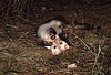 Steinmarder-R�de mit heller Fellf�rbung beim Spielen / Beech marten (male) with whitish fur showing play behaviour