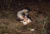 Steinmarder-Rde mit heller Fellfrbung beim Spielen / Beech marten (male) with whitish fur showing play behaviour
