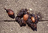 Steinmarder-Kot mit Obstkernen / Beech marten, faeces with plum-stones