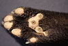 Steinmarder Hinterfu� / Hind foot of a Beech marten
